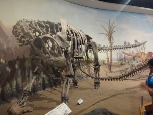 Camarasaurus